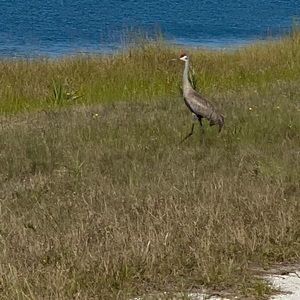 Meet your Posher, Susie